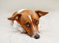 Un Jack Russell couché avec un regard triste