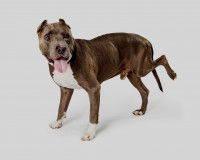 Chien boitant atteint de la maladie de Lyme