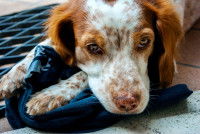 Chien atteint d'arthrite chronique causée par la maladie de Lyme