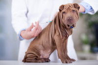 Shar Pei recevant le vaccin contre la maladie de Lyme