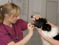 Le diagnostic de la maladie parodontale chez le chien