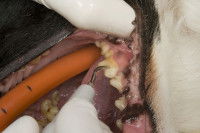 Le traitement de la parodontite du chien