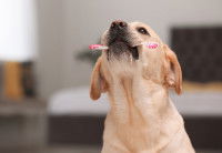 La cause de la maladie parodontale chez le chien