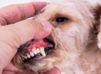 Les stades de la maladie parodontale chez le chien