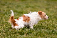 Un petit chien essaye de faire pipi dans le jardin