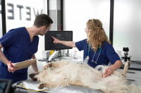 Deux vétérinaires font une échographie à un gros chien