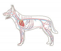 Les maladies cardiaques et vasculaires chez le chien