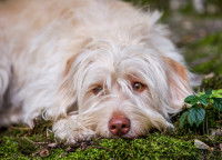 Un chien malade allongé dans l'herbe