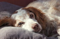 Un chien malade allongé sur un canapé