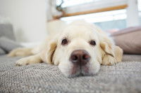 Un chien fatigué allongé sur le lit