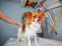 Un petit chien dans une cabine à rayons X
