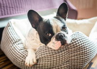 Un Bouledogue Français fatigué allongé dans son panier