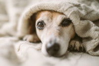 Un chien fatigué allongé sous les couvertures