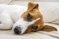 Un Jack Russel fatigué allongé sur le lit