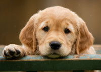 Un chiot Golden Retriever à l'air fatigué