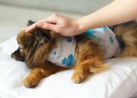 Un chiot se repose après une opération chirurgicale