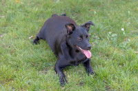 Un chien noir en surpoids allongé dans l'herbe