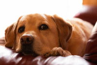 Un chien fatigué allongé sur un canapé