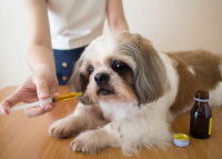 Une femme donne un sirop à boire à son chien