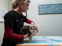 Les examens vétérinaires de l'appareil génital du chien