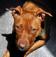 Les causes des maladies endocriniennes chez le chien