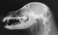 Les examens vétérinaires des affections nerveuses du chien
