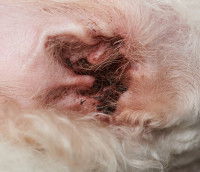 Oreille d'un chien atteint de gale auriculaire ou otodectose