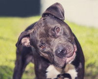 Pitbull atteint du syndrome vestibulaire