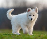 Jeune chien blanc atteint de surdité