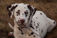 Dalmatien atteint de surdité
