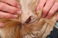 Oreille d'un chien atteint d'une otite