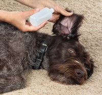 Jeune chien assis se fait nettoyer les oreilles