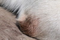 Un hygroma sur le coude d'un chien