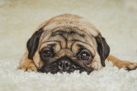 Un chien allongé sur un tapis