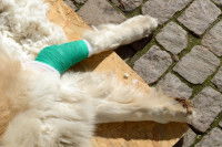 Un chien avec un bandage autour du coude