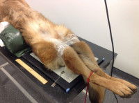 Les examens vétérinaires de l'appareil locomoteur du chien