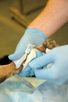 Soin de la patte d'un chien