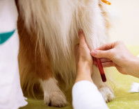 Prélèvement sanguin d'un chein