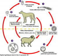 Cycle de l'Echinococcus granulosus