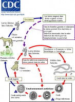 Cycle de la toxocarose