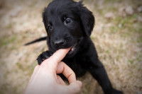 Un chiot mordille le doigt d'un humain