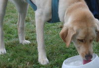 Le traitement des maladies de l'appareil urinaire du chien