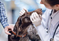 Le diagnostic du distichiasis chez le chien