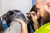 L'examen des yeux du chien par un vétérinaire