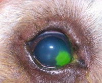 Les examens ophtalmologiques chez le chien