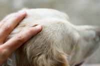 Quels sont les chiens concernés par les massages ?