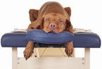 Pourquoi faire masser son chien ?