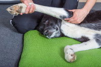 Comment se déroule une séance de massage avec un chien ?