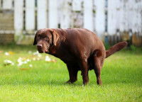 Un chien essaye de faire caca dans le jardin
