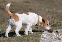 Un Jack Russel renifle des crottes dans l'herbe